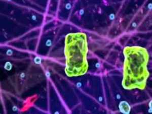 Microscopic view of bone morphogenic protein